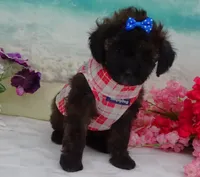 Don, a male Poodle - Toy  for sale in Mountain Grove, MO – Photo 7 of 10