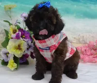 Don, a male Poodle - Toy  for sale in Mountain Grove, MO – Photo 8 of 10