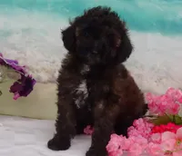 Don, a male Poodle - Toy  for sale in Mountain Grove, MO – Photo 9 of 10