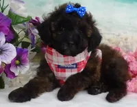 Don, a male Poodle - Toy  for sale in Mountain Grove, MO – Photo 10 of 10