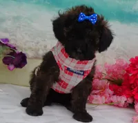 Don, a male Poodle - Toy  for sale in Mountain Grove, MO – Photo 6 of 10