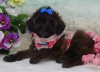 Don, a male Poodle - Toy  for sale in Mountain Grove, MO – Photo 1 of 10