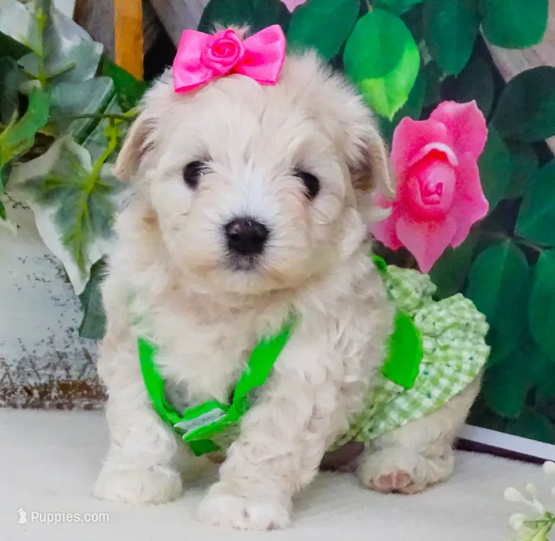 Danica – Maltese, Poodle - Toy  puppy for sale in Mountain Grove, MO