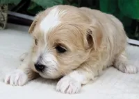 Trudeau, a male Maltese and Poodle - Toy  for sale in Mountain Grove, MO – 3 of 6
