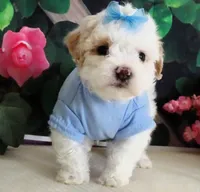 Fenway, a male Maltese and Poodle - Toy  for sale in Mountain Grove, MO – 8 of 10
