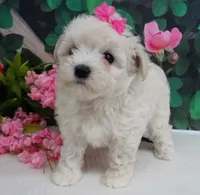 Danica, a female Maltese and Poodle - Toy  for sale in Mountain Grove, MO – 2 of 8