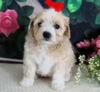 Trudeau, a male Maltese and Poodle - Toy  for sale in Mountain Grove, MO – 7 of 10