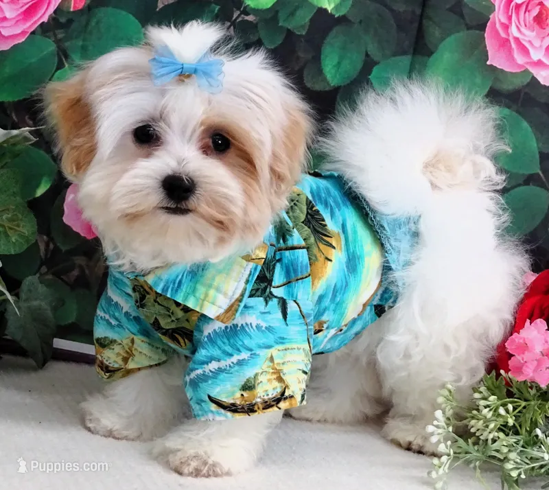 Buchanan – Maltese puppy for sale in Mountain Grove, MO