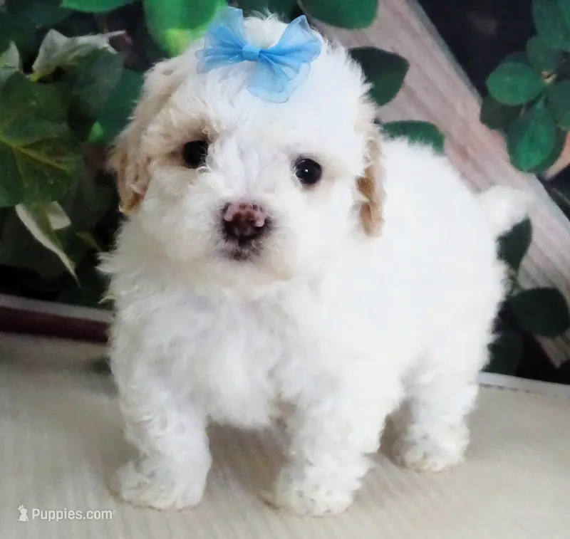 Fenway – Maltese, Poodle - Toy  puppy for sale in Mountain Grove, MO