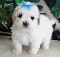 Fenway, a male Maltese and Poodle - Toy  for sale in Mountain Grove, MO – 6 of 10