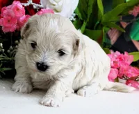 Danica, a female Maltese and Poodle - Toy  for sale in Mountain Grove, MO – 7 of 10