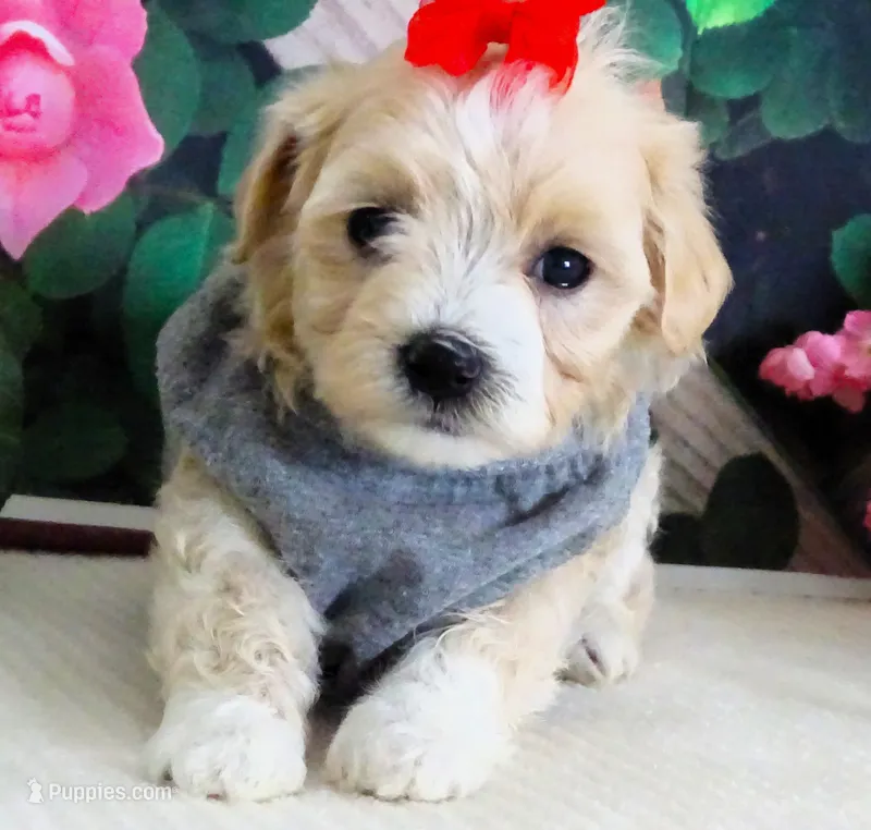 Trudeau – Maltese, Poodle - Toy  puppy for sale in Mountain Grove, MO