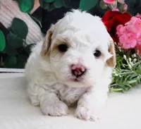 Fenway, a male Maltese and Poodle - Toy  for sale in Mountain Grove, MO – 7 of 8