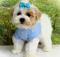 Buchanan, a male Maltese for sale in Mountain Grove, MO – Photo 9 of 10