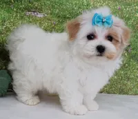 Buchanan, a male Maltese for sale in Mountain Grove, MO – Photo 3 of 10