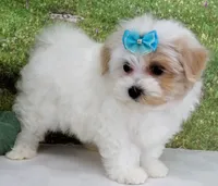 Buchanan, a male Maltese for sale in Mountain Grove, MO – Photo 2 of 10