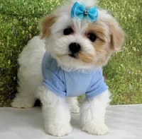 Buchanan, a male Maltese for sale in Mountain Grove, MO – Photo 6 of 10