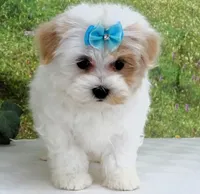 Buchanan, a male Maltese for sale in Mountain Grove, MO – Photo 5 of 10