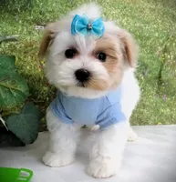 Buchanan, a male Maltese for sale in Mountain Grove, MO – Photo 4 of 10