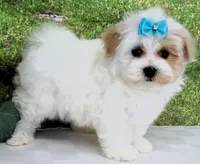 Buchanan, a male Maltese for sale in Mountain Grove, MO – Photo 10 of 10