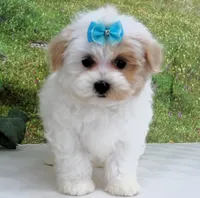 Buchanan, a male Maltese for sale in Mountain Grove, MO – Photo 7 of 10