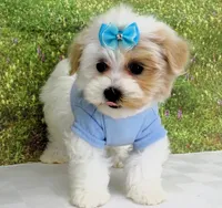 Buchanan, a male Maltese for sale in Mountain Grove, MO – Photo 8 of 10