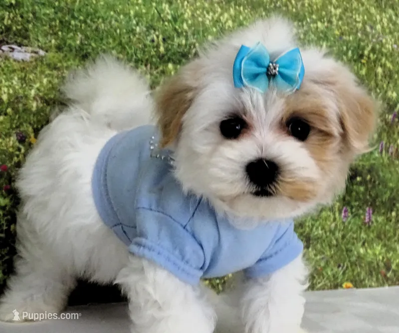 Buchanan, a male Maltese for sale in Mountain Grove, MO – Photo 1 of 10