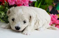 Danica, a female Maltese and Poodle - Toy  for sale in Mountain Grove, MO – 4 of 10