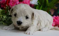 Danica, a female Maltese and Poodle - Toy  for sale in Mountain Grove, MO – 5 of 10