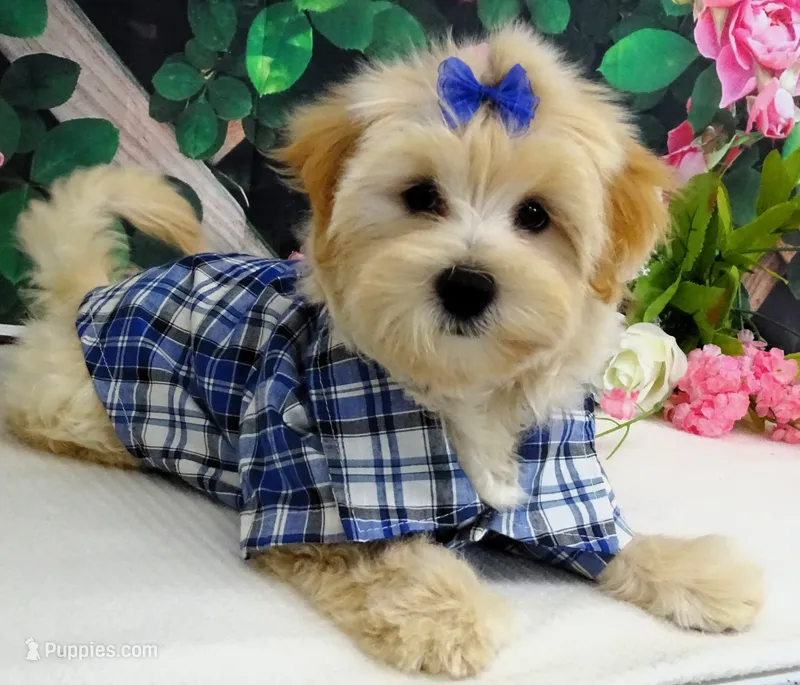 Briggs – Maltese puppy for sale in Mountain Grove, MO
