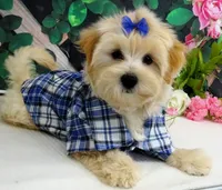 Briggs, a male Maltese for sale in Mountain Grove, MO – 1 of 10