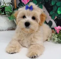 Briggs, a male Maltese for sale in Mountain Grove, MO – 2 of 10