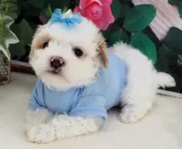 Fenway, a male Maltese and Poodle - Toy  for sale in Mountain Grove, MO – 7 of 10