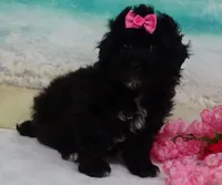 Mornin, a female Poodle - Toy  for sale in Mountain Grove, MO – Photo 6 of 10