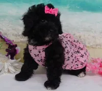 Mornin, a female Poodle - Toy  for sale in Mountain Grove, MO – Photo 5 of 10