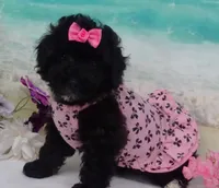 Mornin, a female Poodle - Toy  for sale in Mountain Grove, MO – Photo 2 of 10