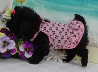 Mornin, a female Poodle - Toy  for sale in Mountain Grove, MO – Photo 3 of 10