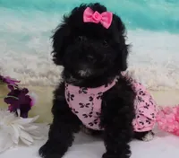 Mornin, a female Poodle - Toy  for sale in Mountain Grove, MO – Photo 4 of 10