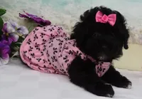 Mornin, a female Poodle - Toy  for sale in Mountain Grove, MO – Photo 7 of 10