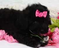 Mornin, a female Poodle - Toy  for sale in Mountain Grove, MO – Photo 10 of 10