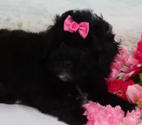 Mornin, a female Poodle - Toy  for sale in Mountain Grove, MO – Photo 8 of 10