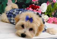 Briggs, a male Maltese for sale in Mountain Grove, MO – 4 of 10