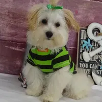 Jesse, a male Maltipoo for sale in Mountain Grove, MO – Photo 1 of 2