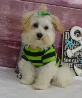 Jesse, a male Maltipoo for sale in Mountain Grove, MO – Photo 1 of 2