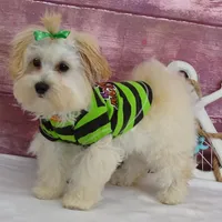 Jesse, a male Maltipoo for sale in Mountain Grove, MO – Photo 2 of 2