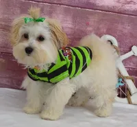 Jesse, a male Maltipoo for sale in Mountain Grove, MO – Photo 2 of 2