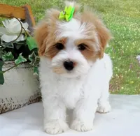 Burnett, a male Maltese for sale in Mountain Grove, MO – Photo 4 of 10