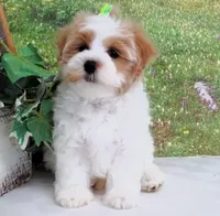 Burnett, a male Maltese for sale in Mountain Grove, MO – Photo 5 of 10
