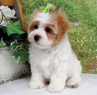 Burnett, a male Maltese for sale in Mountain Grove, MO – Photo 2 of 10