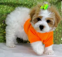 Burnett, a male Maltese for sale in Mountain Grove, MO – Photo 9 of 10